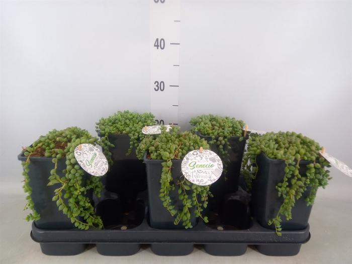 <h4>Senecio herreianus</h4>