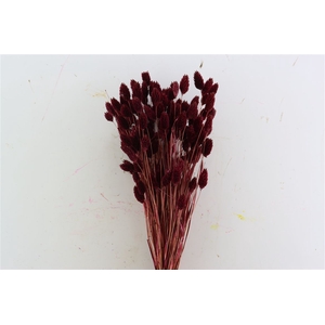 Dried Phalaris X5 Bordeaux Bunch