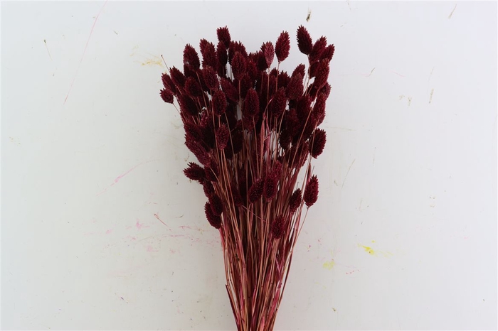 <h4>Dried Phalaris X5 Bordeaux Bunch</h4>