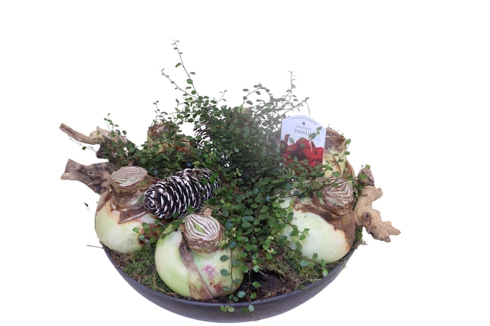 <h4>Arr.   Tuinplanten L%</h4>