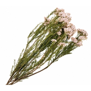 Dried Preserved Rice Flower Light Pink