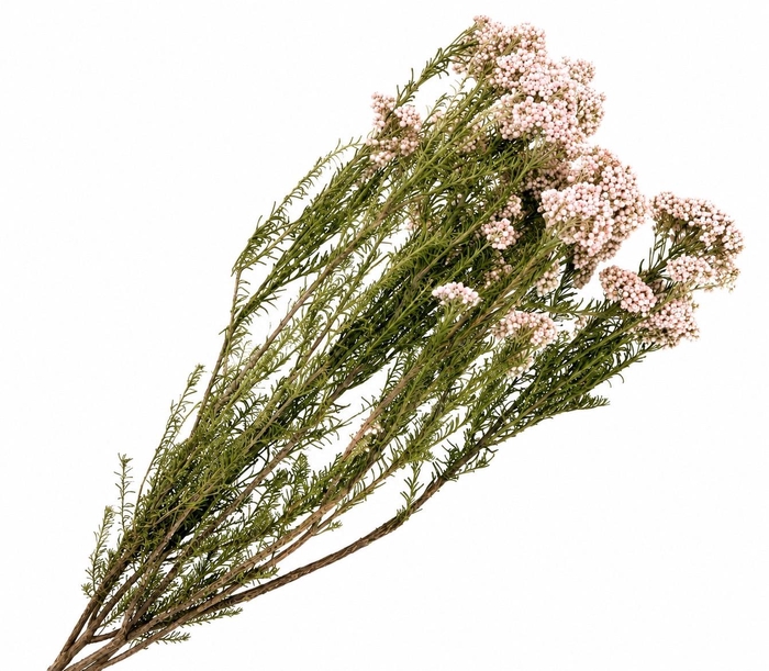 <h4>Dried Preserved Rice Flower Light Pink</h4>