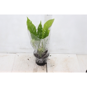 ASPLENIUM NIDUS P15