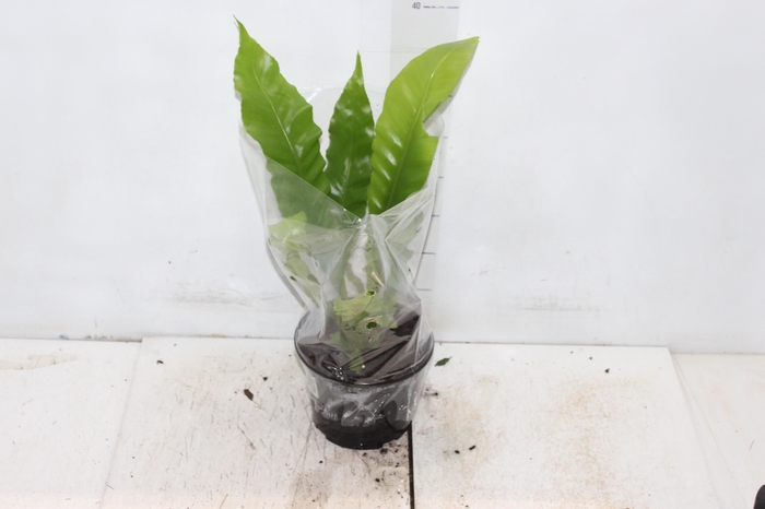 <h4>ASPLENIUM NIDUS P15</h4>