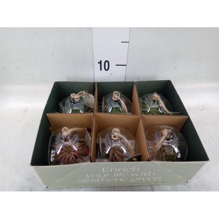 <h4>Arr.  Tillandsia L%</h4>