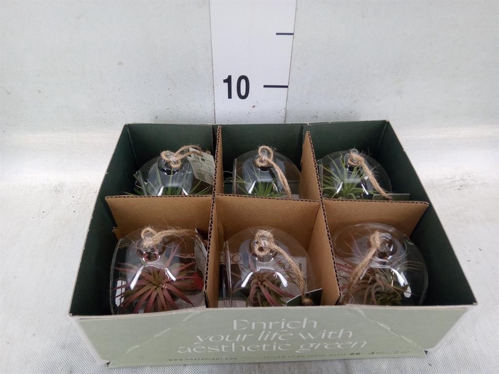 <h4>Arr.  Tillandsia L%</h4>