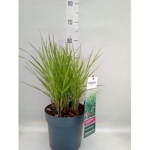 Panicum virgatum
