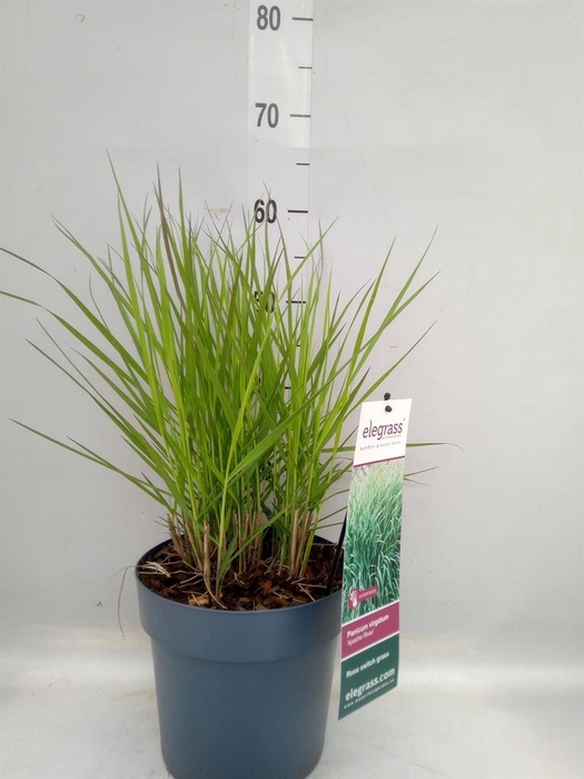 <h4>Panicum virgatum</h4>