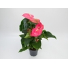 ANTHURIUM CALIFORNIA P17 ROSA