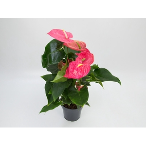 ANTHURIUM CALIFORNIA P17 ROSA