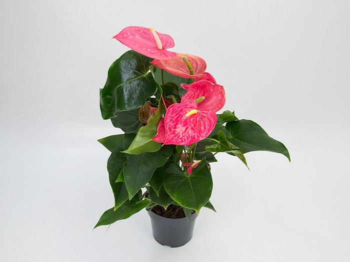 <h4>ANTHURIUM CALIFORNIA P17 ROSA</h4>