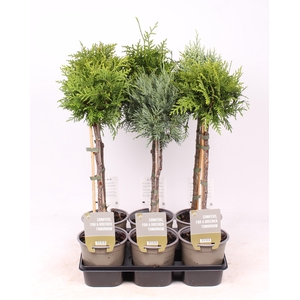 Coniferen mix - op stam P15