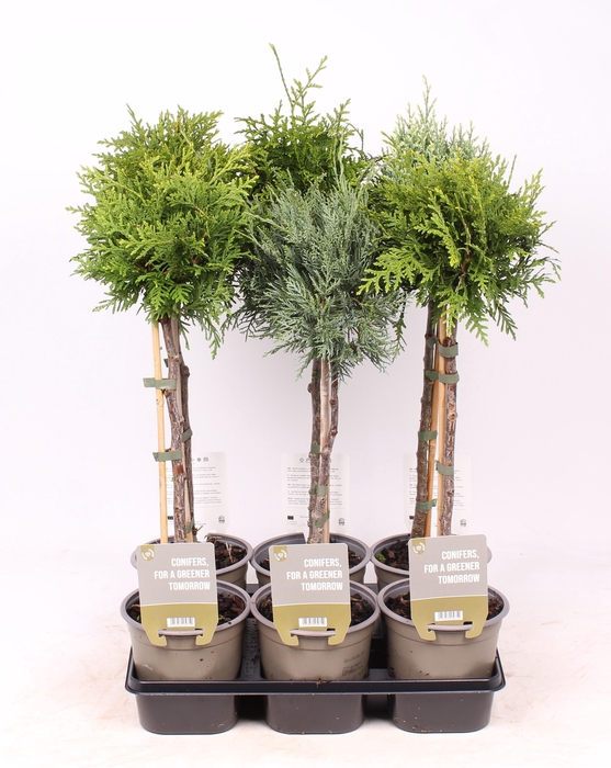 <h4>Coniferen mix - op stam P15</h4>