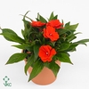 Impatiens NG 'ColPow Orange Red'