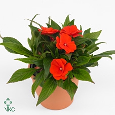 Impatiens NG 'ColPow Orange Red'