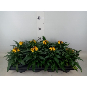 Erysimum  'Fragrant Sunshine'