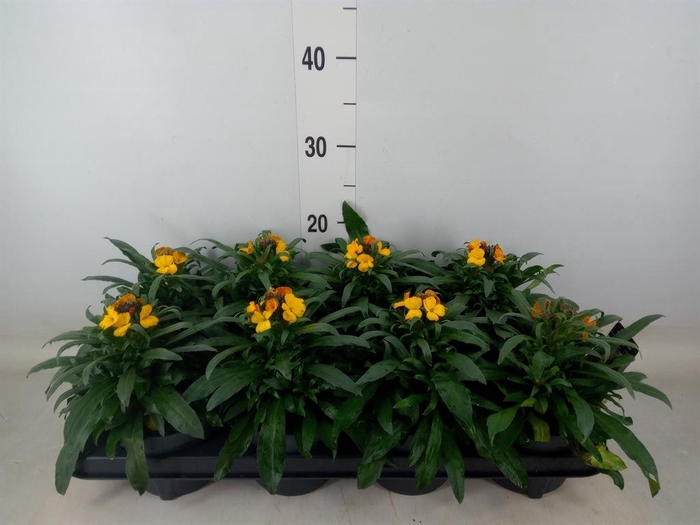<h4>Erysimum  'Fragrant Sunshine'</h4>