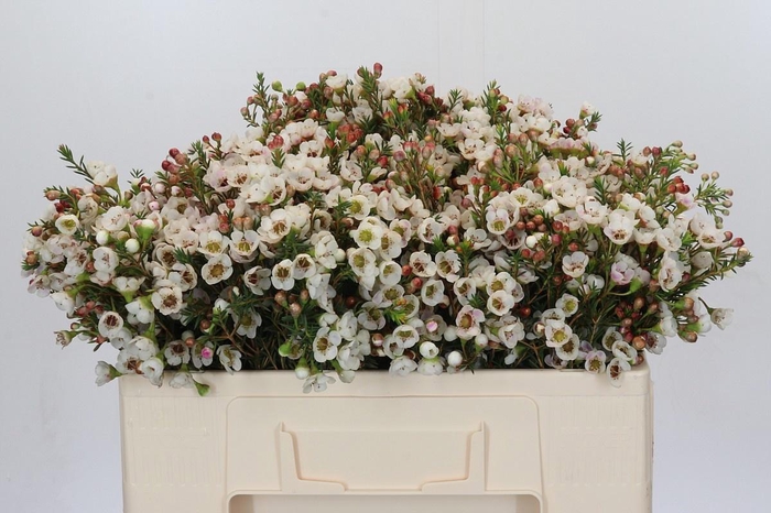 <h4>CHAME MOONL DELIGHT</h4>