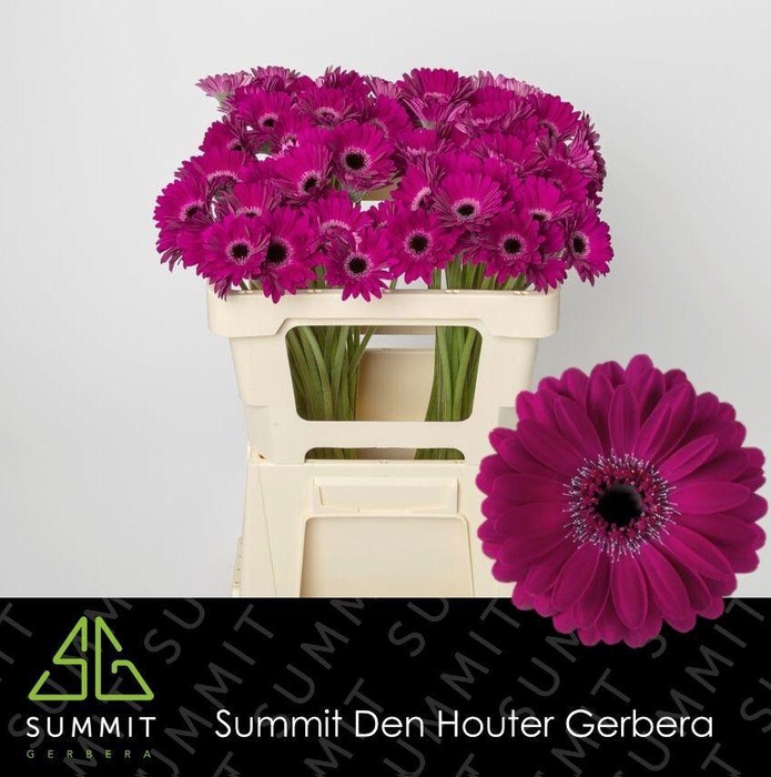 <h4>GERBERA MI 'IMPACT'</h4>