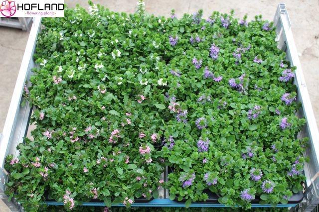 <h4>SCAEV MIXKAR</h4>