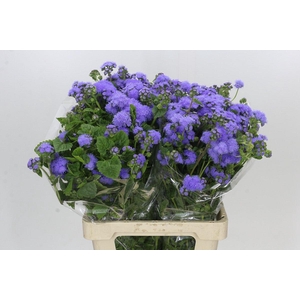 Ageratum Blue Planet