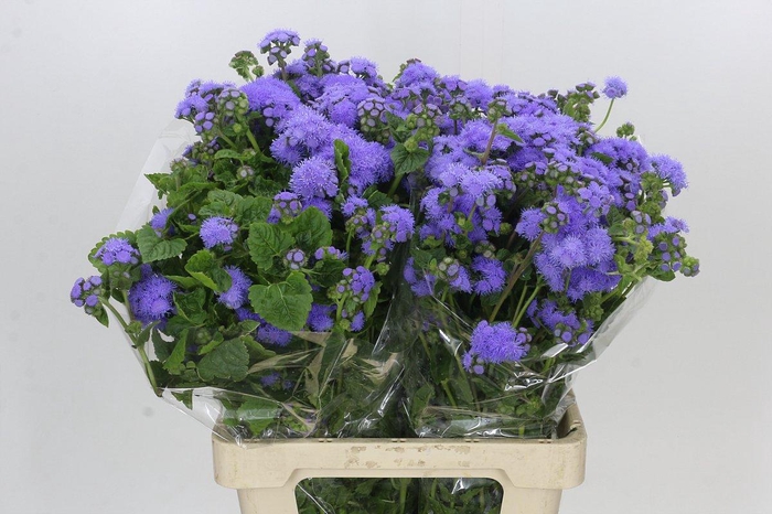 <h4>Ageratum Blue Planet</h4>
