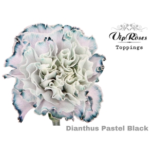 Di St Vip Pastel Black