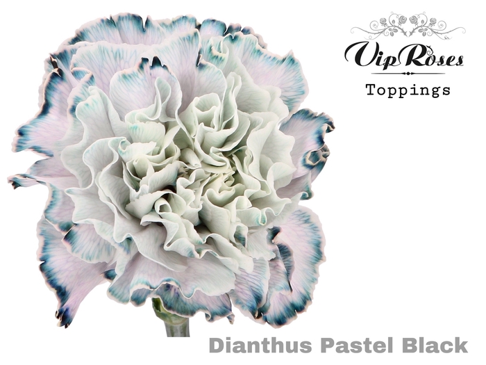<h4>DI ST PASTEL BLACK</h4>