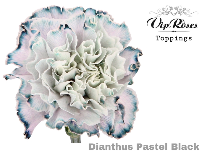 DI ST PASTEL BLACK
