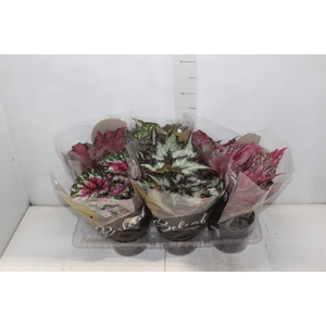 BEGONIA BELEAF P15 PO