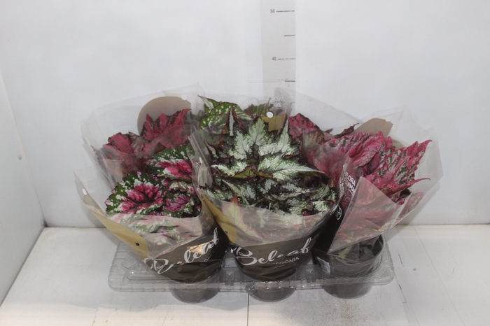 <h4>BEGONIA BELEAF P15 PO</h4>