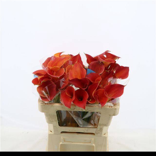 <h4>ZANT SUNSET PASSION</h4>