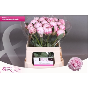 PAEO L SARA BERNHARD