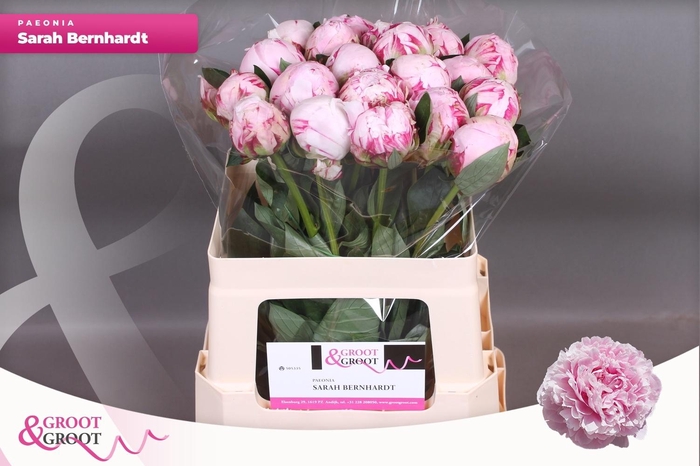 <h4>PAEO L SARA BERNHARD</h4>