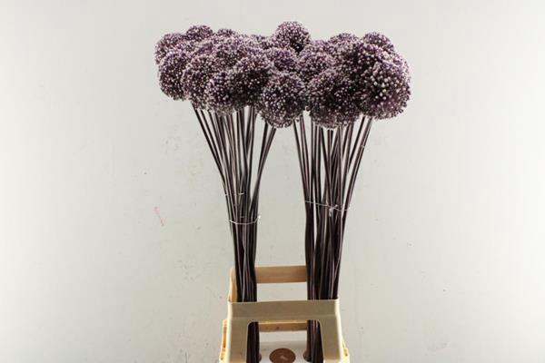<h4>Allium Summer Drummer L 90</h4>