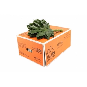 /ARALIA COSTA RICA L4 MIDDEL