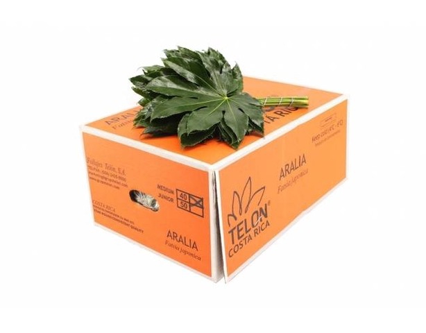 <h4>/ARALIA COSTA RICA L4 MIDDEL</h4>