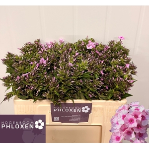 PHLOX P SWEET LEXY