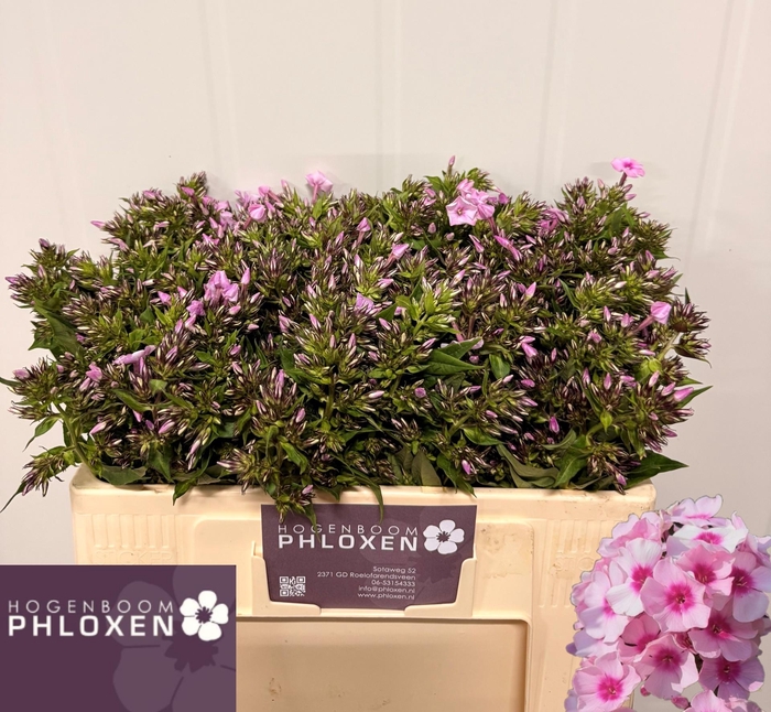 <h4>PHLOX P SWEET LEXY</h4>