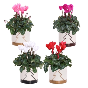 Collectie 'Glam Empire' - Cyclamen in Tree