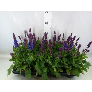 Salvia sylvestris 'Blue Marvel'
