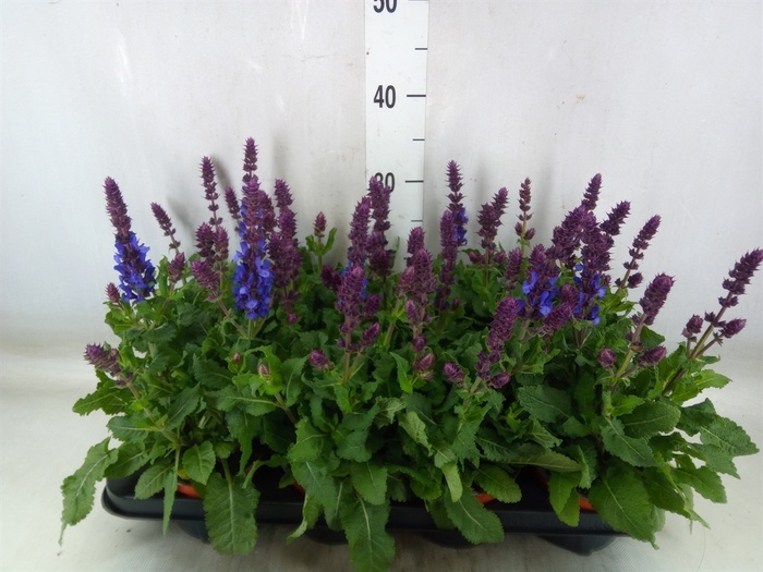 <h4>Salvia sylvestris 'Blue Marvel'</h4>