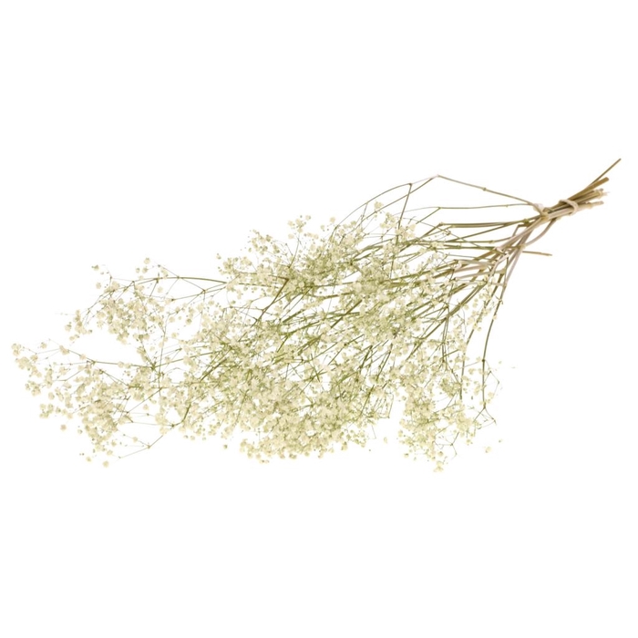 <h4>Gypsophila SB natural white</h4>