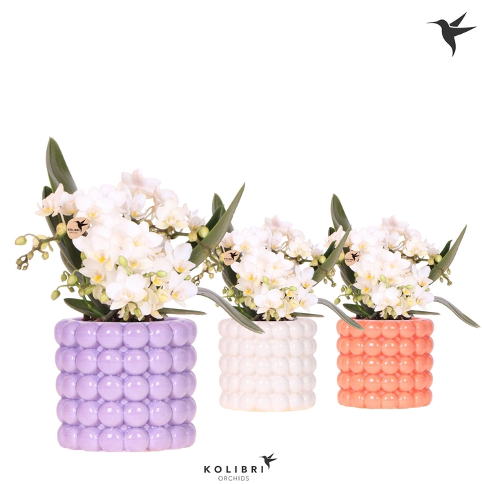 <h4>Kolibri Orchids Phalaenopsis Nazare 4 spike in Poppy pot mix</h4>