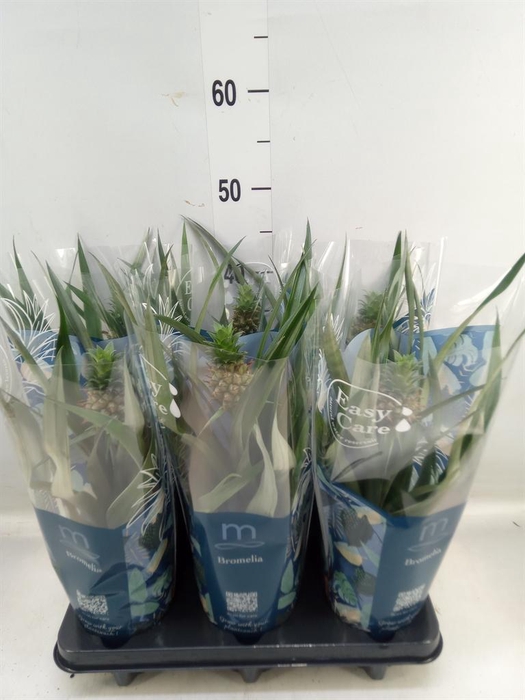 <h4>Ananas 'Mi Amigo'</h4>