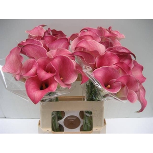 Zantedeschia captain romance