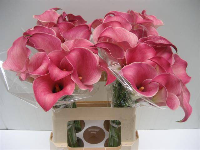 <h4>Zantedeschia captain romance</h4>