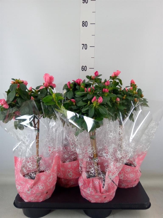 <h4>Rhododendron sim. ...</h4>