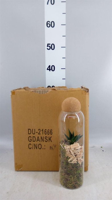 <h4>Arr.   Kamerplant Groen L%</h4>