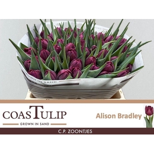 Tulipa do alison bradley